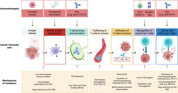 CAF-immune cell crosstalk and its impact in immunotherapy.