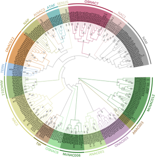 Genome-wide analyses of the NAC transcription factor family to reveal the potential candidate genes responding to powdery mildew in balsam pear