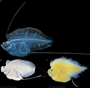 Cusk-eel confusion: revisions of larval Luciobrotula and Pycnocraspedum and re-descriptions of two bythitid larvae (Ophidiiformes)