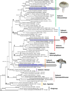 Taxonomic and phylogenetic evidence reveal two new Russula species (Russulaceae, Russulales) from northern Thailand