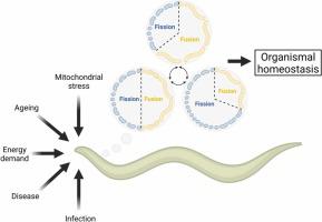 The mechanisms and roles of mitochondrial dynamics in C. elegans