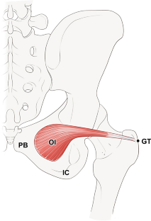 Intramuscular neural distribution of the obturator internus muscle regarding injective treatment.