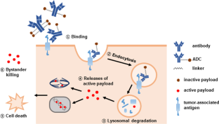 Antibody–drug conjugates and bispecific antibodies targeting cancers: applications of click chemistry