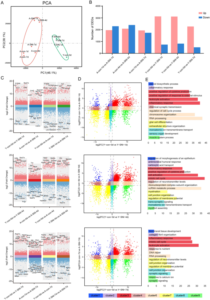 Genetic Features of Young and Aged Animals After Peripheral Nerve Injury: Implications for Diminished Regeneration Capacity.