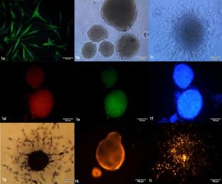 Characterization of CM-Dil-labeled Muse cells in culture and in skin wounds in rats.