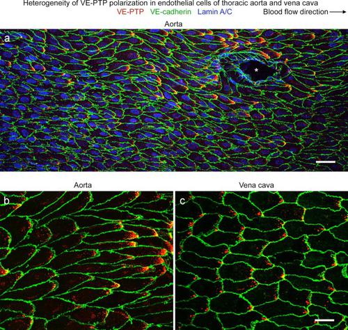 Heterogeneity of endothelial VE-PTP downstream polarization, Tie2 activation, junctional claudin-5, and permeability in the aorta and vena cava.