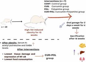 Co-administration of curcumin and polyamines in high-fat diet induced obese rats: Assessment of changes in serum polyamine levels and some tissue parameters