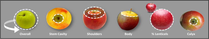 Elucidation and characterization of QTLs for Russet formation on apple fruit in ‘Honeycrisp’-derived breeding germplasm