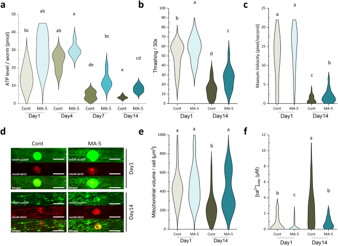 Mitochonic acid 5 attenuates age-related neuromuscular dysfunction associated with mitochondrial Ca<sup>2+</sup> overload in Caenorhabditis elegans.