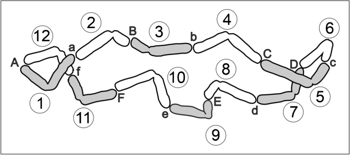 Migration of repetitive DNAs during evolution of the permanent translocation heterozygosity in the oyster plant (Tradescantia section Rhoeo).