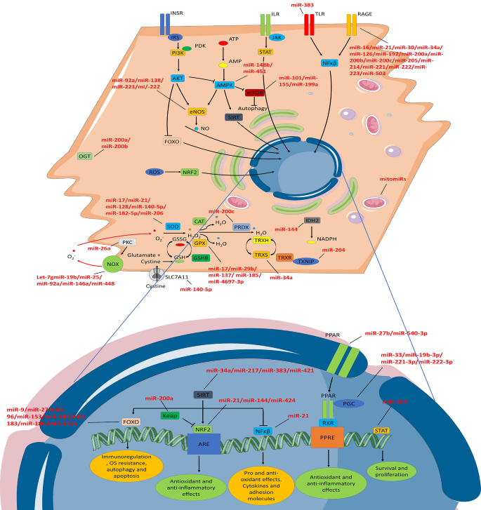 Childhood obesity, metabolic syndrome, and oxidative stress: microRNAs go on stage.