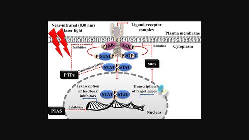 Effect of photobiomodulation at 830 nm on gene expression correlated with JAK/STAT signalling in wounded and diabetic wounded fibroblasts in vitro