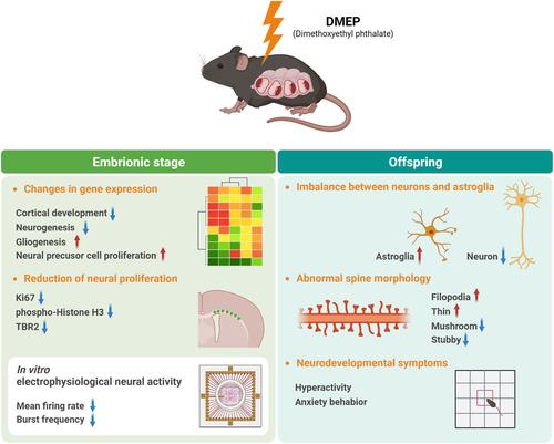 Prenatal Di-methoxyethyl phthalate exposure impairs cortical neurogenesis and synaptic activity in the mice