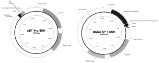 Heterologous Expression and Initial In Silico Characterization of a Novel Snakin-Z Peptide