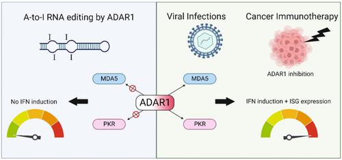 A-to-I RNA editing by ADAR and its therapeutic applications: From viral infections to cancer immunotherapy.