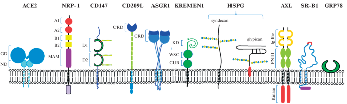 SARS-CoV-2 Receptors and Their Involvement in Cell Infection