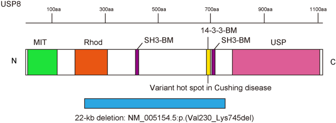 A heterozygous germline deletion within USP8 causes severe neurodevelopmental delay with multiorgan abnormalities