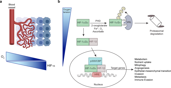 Travelling under pressure - hypoxia and shear stress in the metastatic journey.