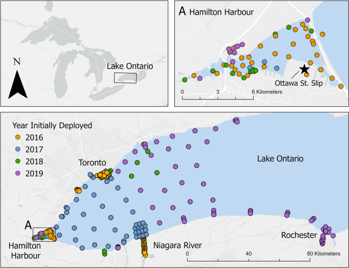 Diversity of movement patterns of Longnose Gar tracked in coastal waters of western Lake Ontario