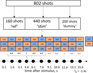 Dynamics of γ-aminobutyric acid concentration in the human brain in response to short visual stimulation.