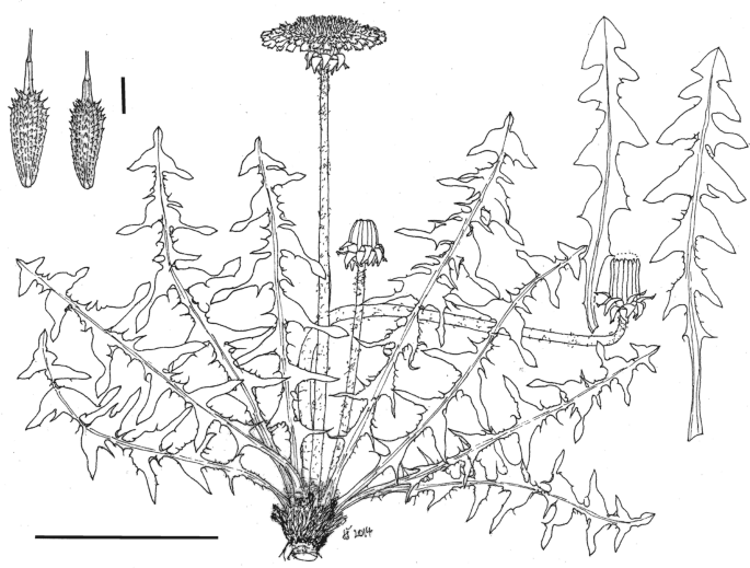 A distinctive group of species allied to Taraxacum danubium (T. sect. Erythrosperma, Compositae-Crepidinae): a taxonomic revision