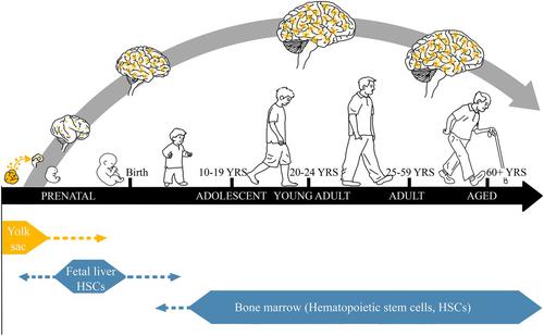 Targeting Persistent Changes in Neuroimmune and Epigenetic Signaling in Adolescent Drinking to Treat Alcohol Use Disorder in Adulthood.