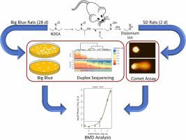 Comparison of the transgenic rodent mutation assay, error corrected next generation duplex sequencing, and the alkaline comet assay to detect dose-related mutations following exposure to N-nitrosodiethylamine