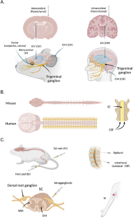 Adeno-associated virus vectors and neurotoxicity-lessons from preclinical and human studies.