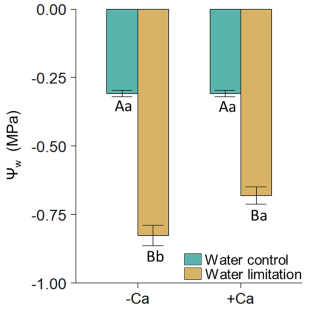 Water Limitation Alters the Expression of Calcium Transporters in Eucalypt Roots