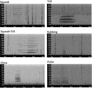 Acoustic interactions between free-living mother–calf Antillean manatees, Trichechus manatus manatus