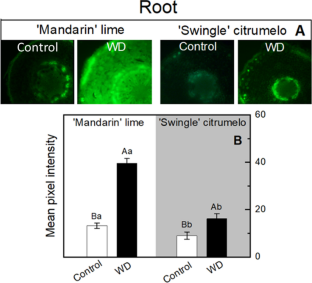 Enhanced root growth and nitric oxide content in ‘Mandarin’ lime under drought stress: experimental evidence