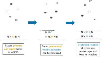 Mutagenesis induced by protonation of single-stranded DNA is linked to glycolytic sugar metabolism