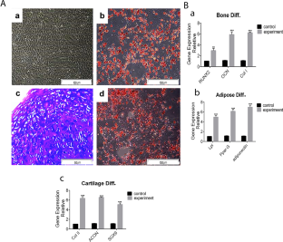 A bioscaffold of decellularized whole osteochondral sheet improves proliferation and differentiation of loaded mesenchymal stem cells in a rabbit model.