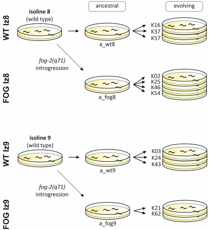 Evolution of Reproductive Efficiency in Caenorhabditis elegans Under Obligatory Outcrossing