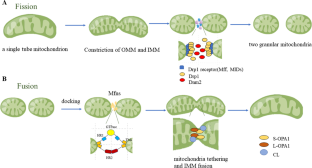 HIF-1 signaling: an emerging mechanism for mitochondrial dynamics.