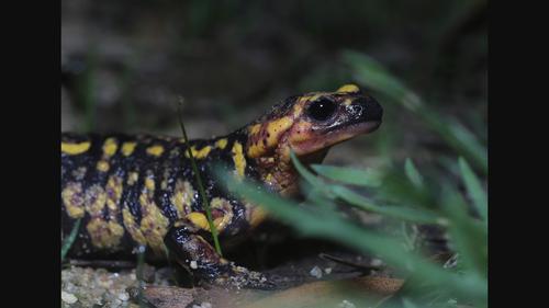 Color morphs of the fire salamander are discriminated at night by conspecifics and predators