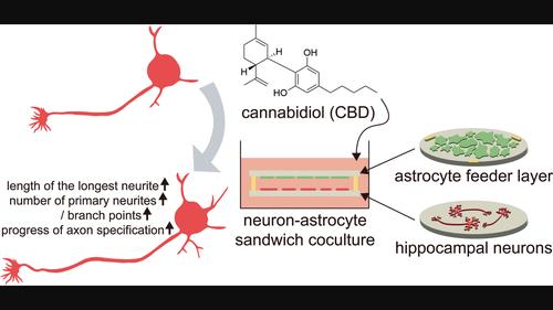 Promoting effects of cannabidiol on neurite growth and neuronal development in neuron-astrocyte sandwich coculture