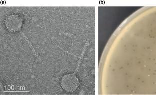 Suggestion for a new bacteriophage genus for the Klebsiella pneumoniae phage vB_KpnS-Carvaje