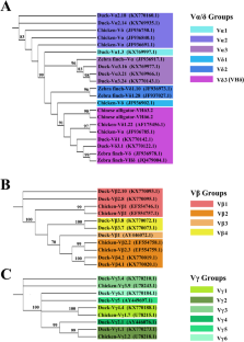 Macroevolution of avian T cell receptor C segments using genomic data.