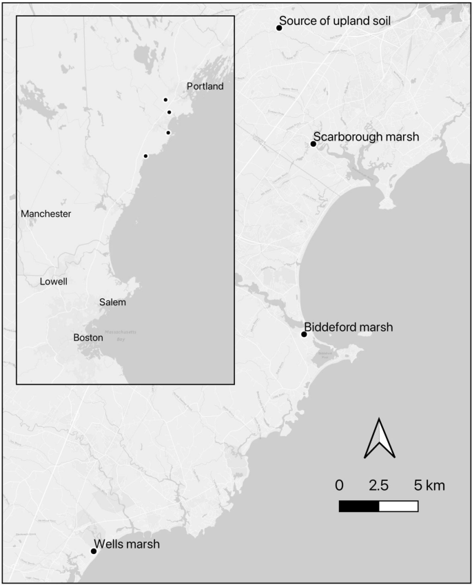 Can the marsh migrate? Factors influencing the growth of Spartina patens under upland conditions