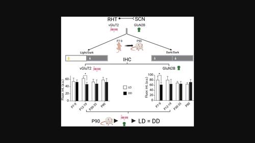 Developmental light deprivation transiently reduces the expression of vGluT2 and GluN2B in the rat ventral suprachiasmatic nucleus.