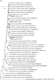 Natrinema caseinilyticum sp. nov., Natrinema gelatinilyticum sp. nov., Natrinema marinum sp. nov., Natrinema zhouii sp. nov., extremely halophilic archaea isolated from marine environments and a salt mine.