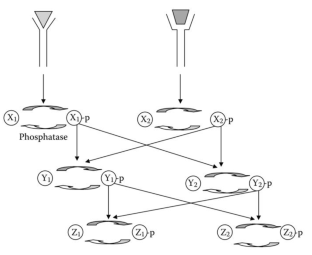 Design principles and mechanistic explanation.