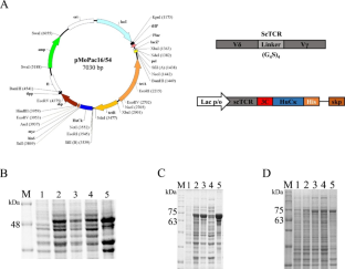 Expression, Purification, and Crystallization of the Vγ9Vδ2 T-cell Receptor Recognizing Protein/Peptide Antigens