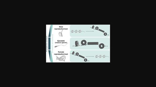 Insights into the sperm chromatin and implications for male infertility from a protein perspective.