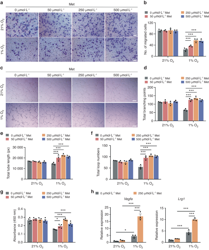 Metformin accelerates bone fracture healing by promoting type H vessel formation through inhibition of YAP1/TAZ expression.