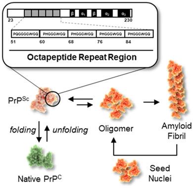 The manifold role of octapeptide repeats in prion protein assembly.