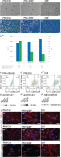 ALDH1A1 and ALDH1A3 paralogues of aldehyde dehydrogenase 1 control myogenic differentiation of skeletal muscle satellite cells by retinoic acid-dependent and -independent mechanisms.