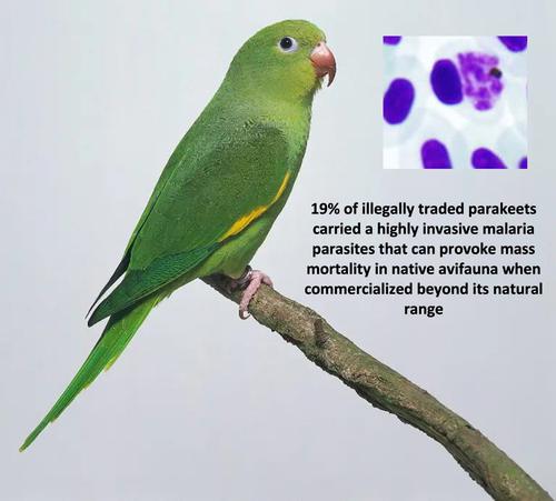 Prevalence and diversity of avian malaria parasites in illegally traded white-winged parakeets in Peruvian Amazonas