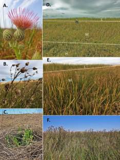 Constraints on Cirsium hydrophilum var. hydrophilum, the Suisun thistle, an endangered tidal wetland species